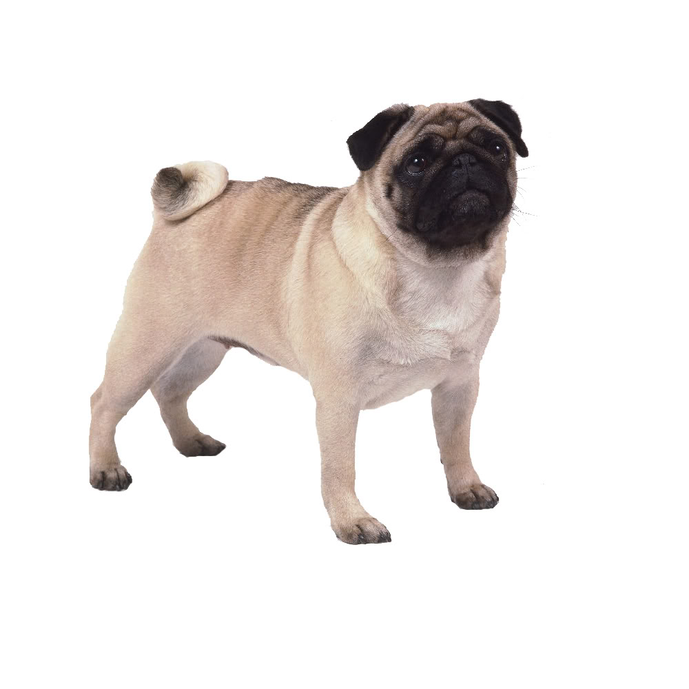 Resultado de imagem para pug png