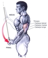 Triceps polia