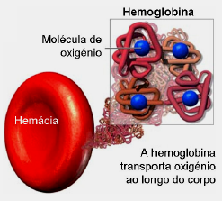 HEMOGLOBINA