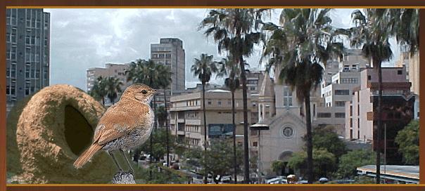 Planejamento Urbano e ambiental