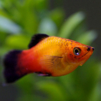 Platy