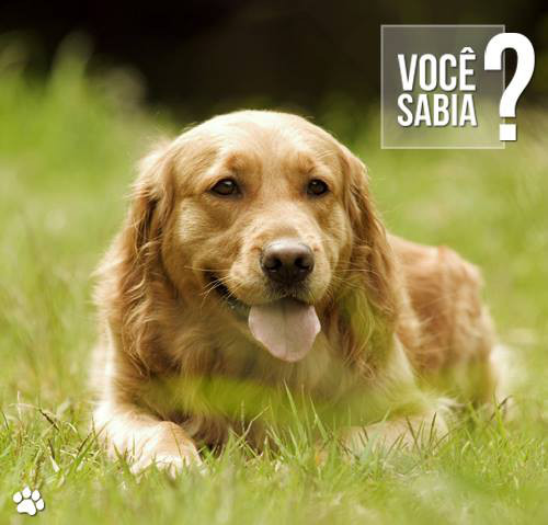 Voçe sabia?