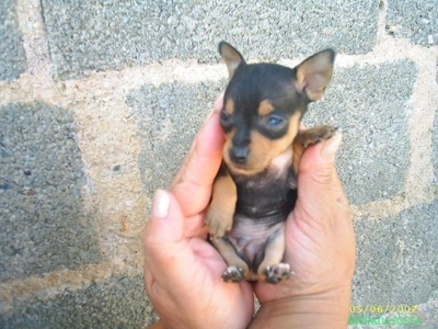 cachorro conhecido no Brasil como Pinscher 0