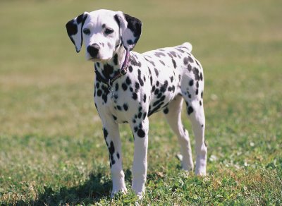 Dalmata Preto