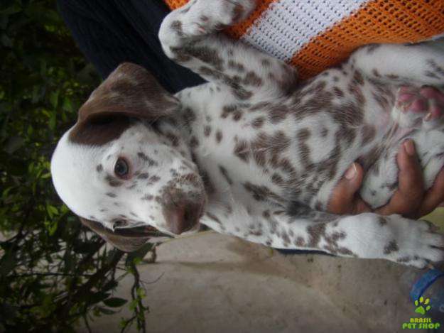 Dalmata Marrom