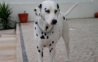 Dalmata