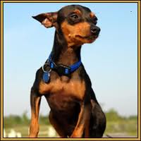 Pinscher Médio