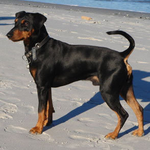 Pinscher Médio 