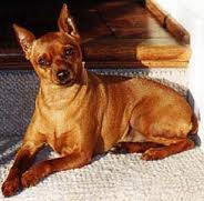 pinscher médio 