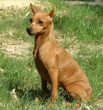 Pinscher miniatura