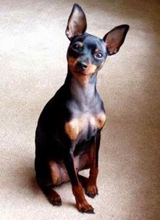 Pinscher miniatura Preto