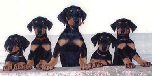 Pinscher diversos tamamnhos