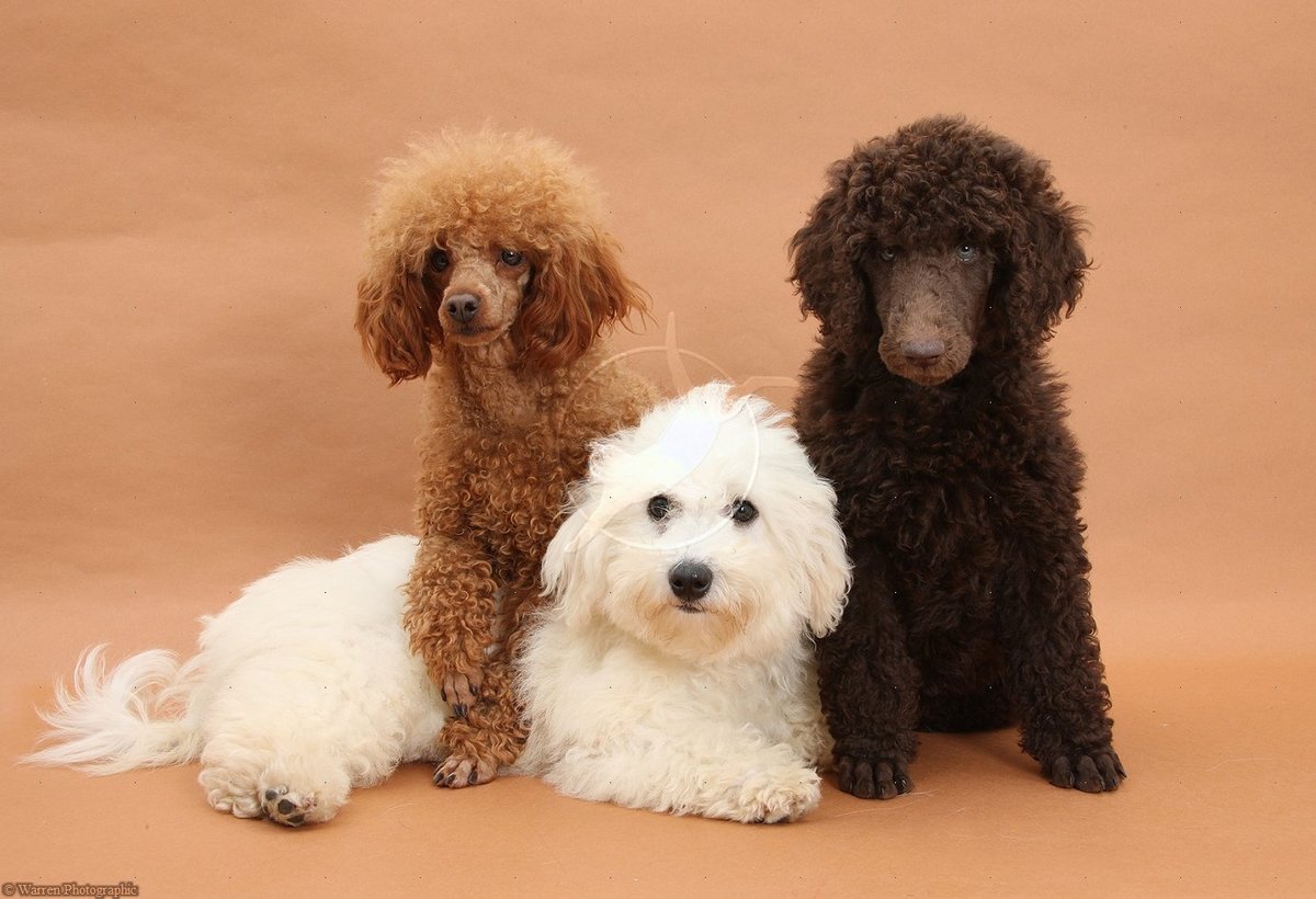 Poodles