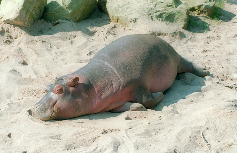 Espécie de foca.