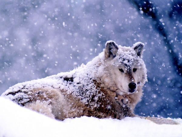 Lobo da Neve.