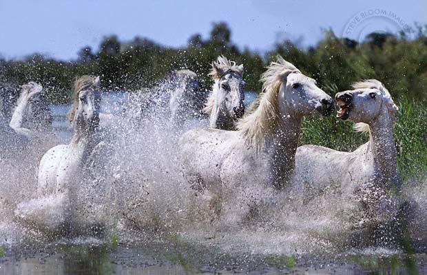 Cavalos.