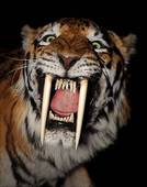 Tigre.