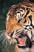 Tigre.