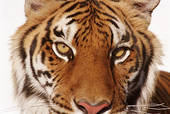 Tigre.