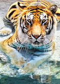 Tigre.