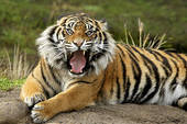 Tigre.