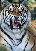 Tigre.