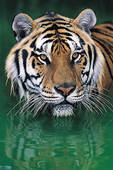 Tigre.