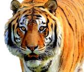 Tigre.