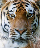 Tigre.