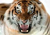 Tigre.