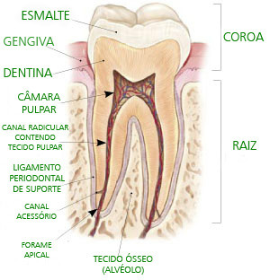 dente sadio