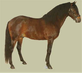 CAVALO ALTER REAL