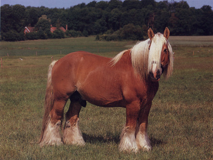 CAVALO ARDENNAIS