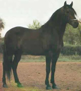 CAVALO ALTER REAL