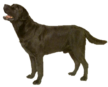 LABRADOR