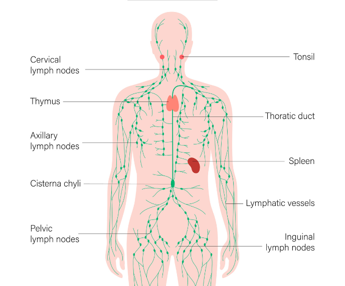 Foto relacionada a sa&uacute;de do corpo humano