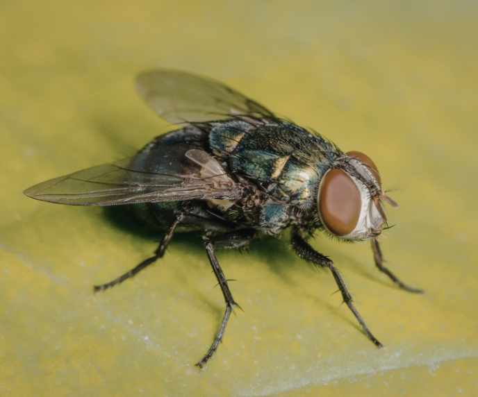 Foto de inseto (mosca)