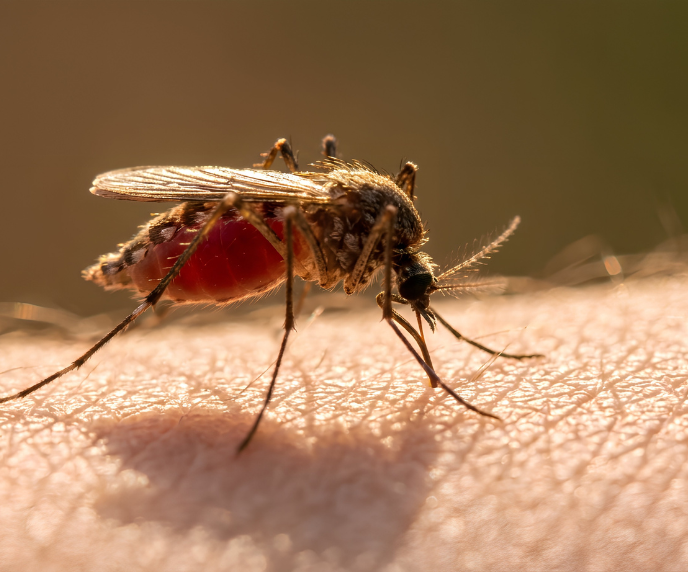 Foto de mosquito transmissor de doen&ccedil;as