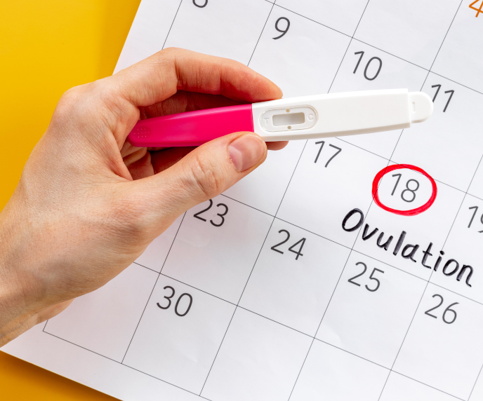 Foto sobre ovulação