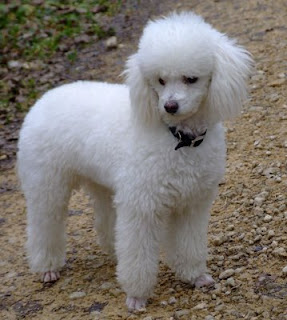 Poodle